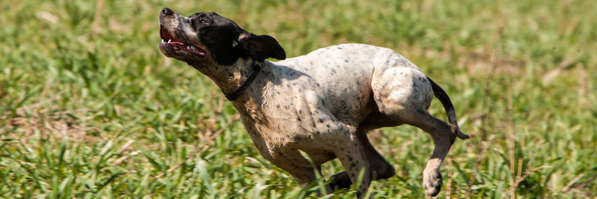 Das Bild zeigt einen Pointer bei der Feldarbeit. Willkommen beim DPC Wir begrüßen alle Freunde der Rasse *English Pointer * auf unserer Homepage. Hier erfahren Sie alles über die rassetypischen Eigenschaften, über die Zucht, über Prüfungen und Ausstellungen sowie Veranstaltungen des „Deutschen Pointerclubs“.